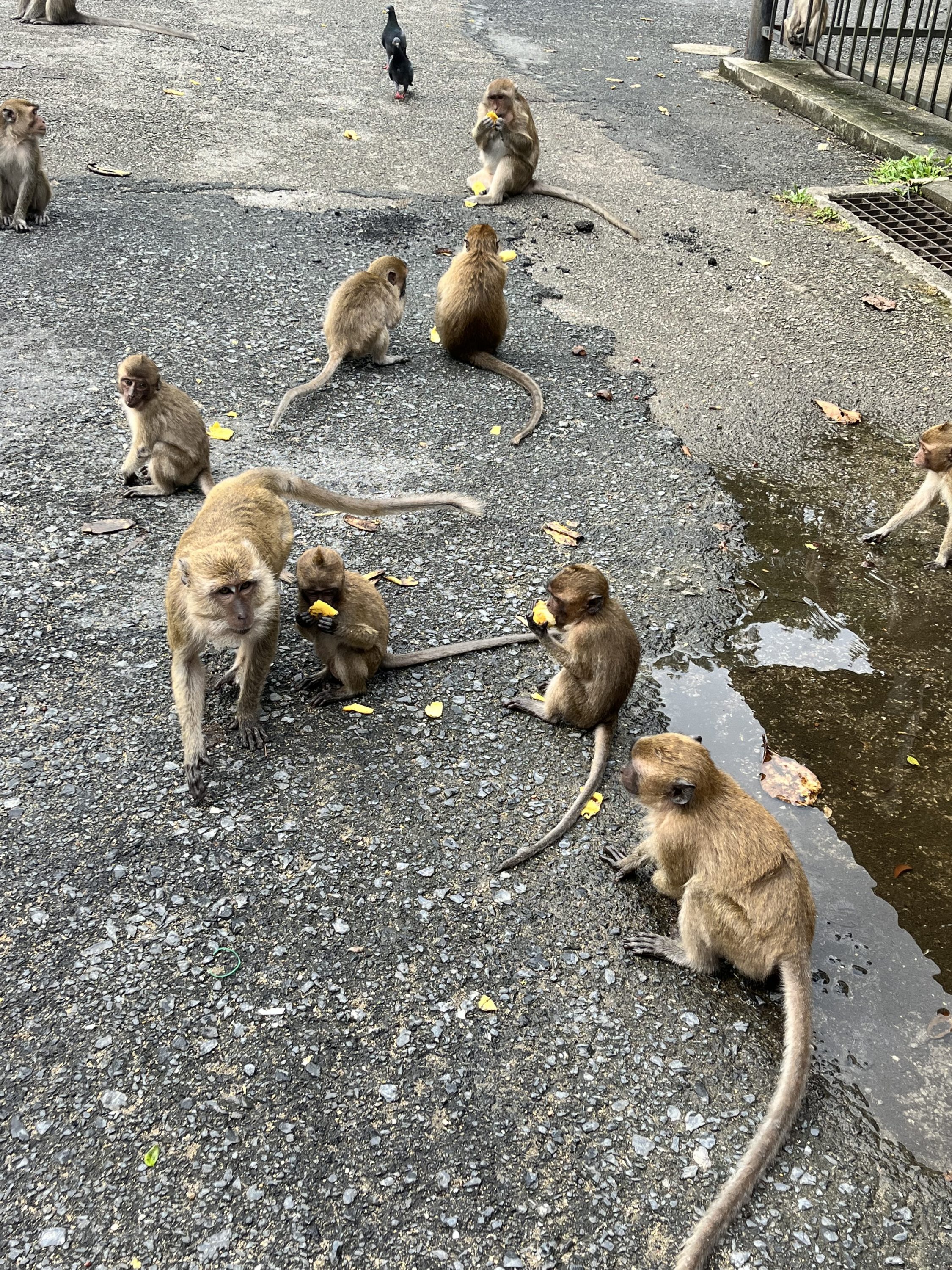 Monkeys @ Cave Temple