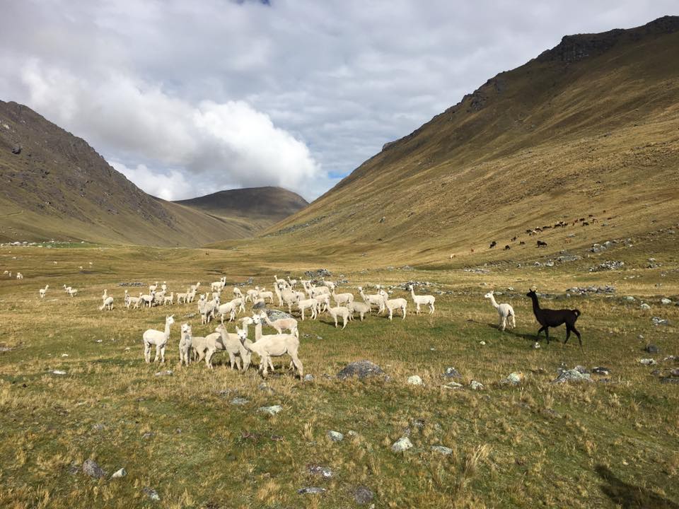 Alpacas on a mountain
