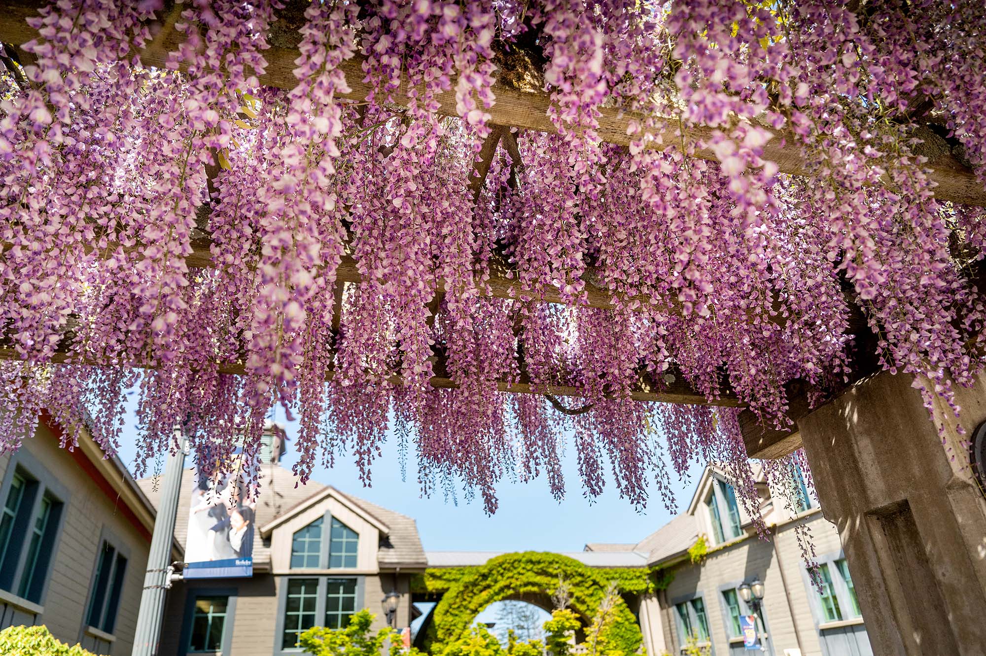 Hanging flowers