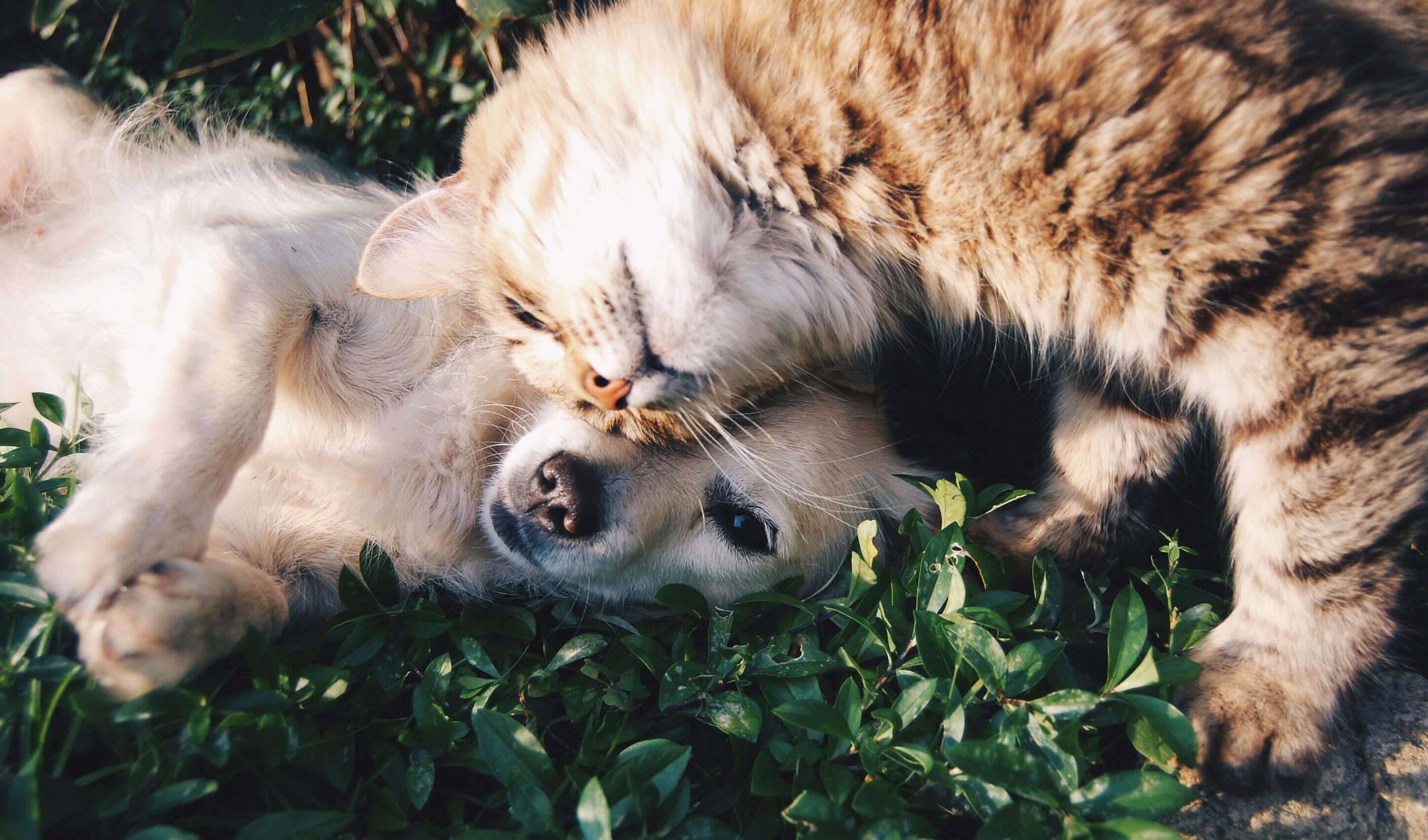 A dog and a cat playing